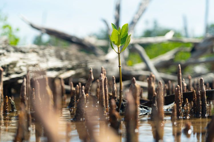 SeaTrees x Nixon: Teaming Up to Reforest the Ocean